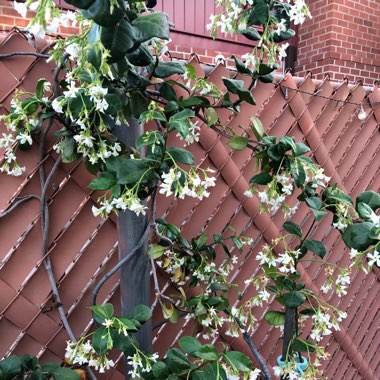 Star Jasmine