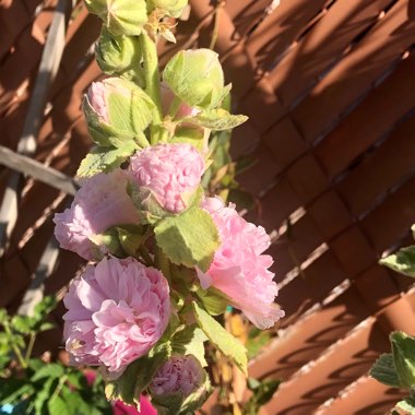 Hollyhock 'Chater's Double Group Salmon Pink'