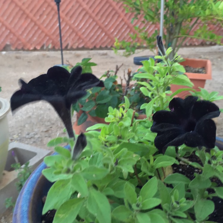 Plant image Petunia 'Black Cat'