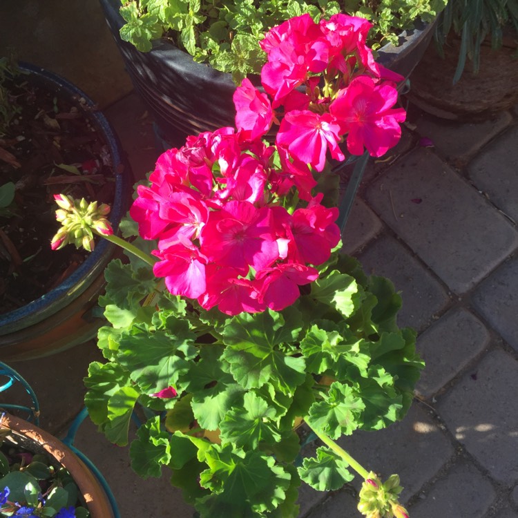 Plant image Pelargonium 'Pinktastic'