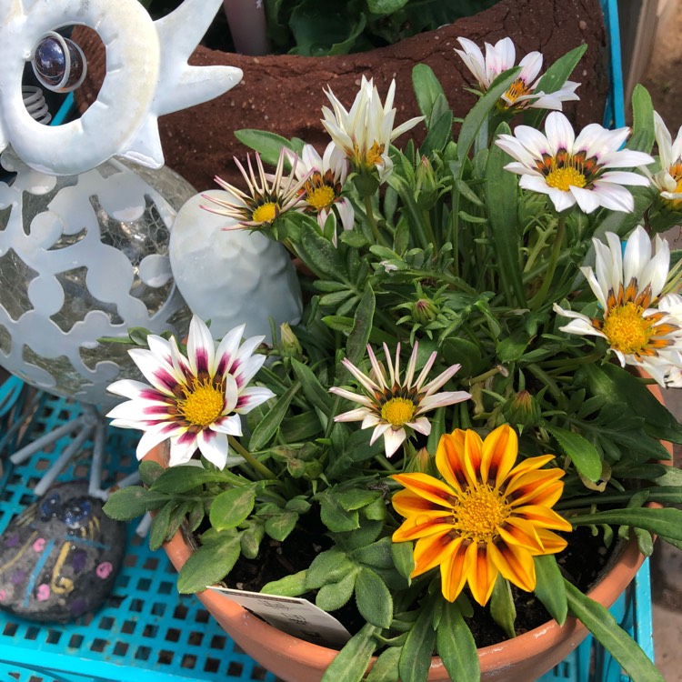 Plant image Gazania 'Daybreak Mix'