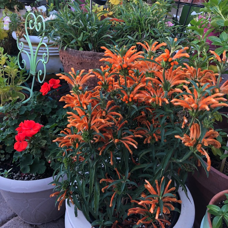 Plant image Leonotis leonurus