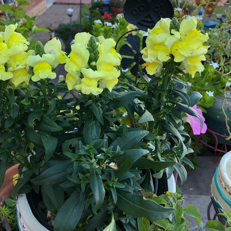 Plant image Antirrhinum majus 'Tom Thumb'