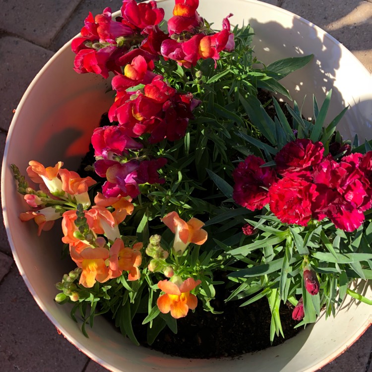 Plant image Antirrhinum majus 'Peaches And Cream'