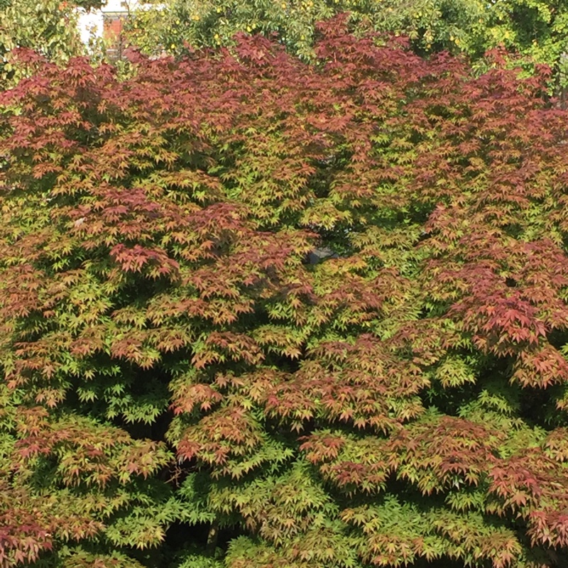 Cut Leaf Japanese Maple 'Green Lace'