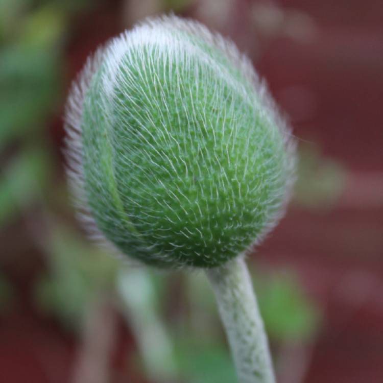 Plant image Papaver atlanticum