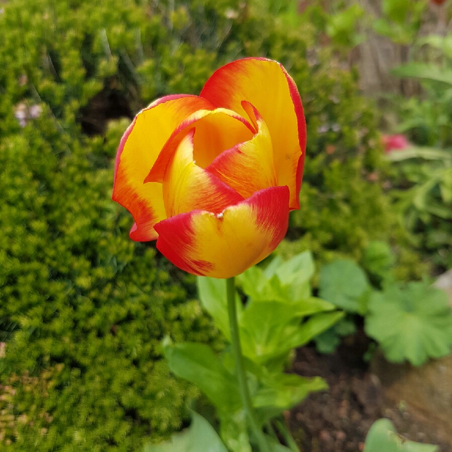 Plant image Tulipa 'Olympic Flame'