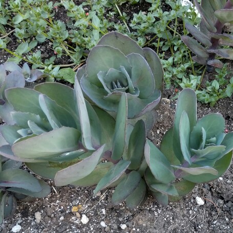 plant image 106909