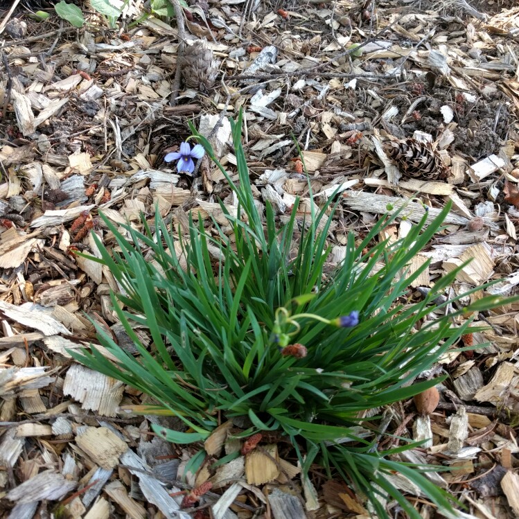 Plant image Sisyrinchium bellum