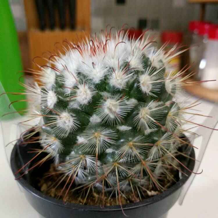 Plant image Mammillaria bombycina