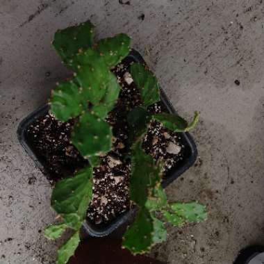 Opuntia Argentina