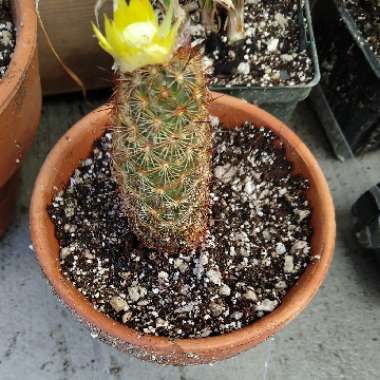 Lady Finger Cactus 'Copper King'