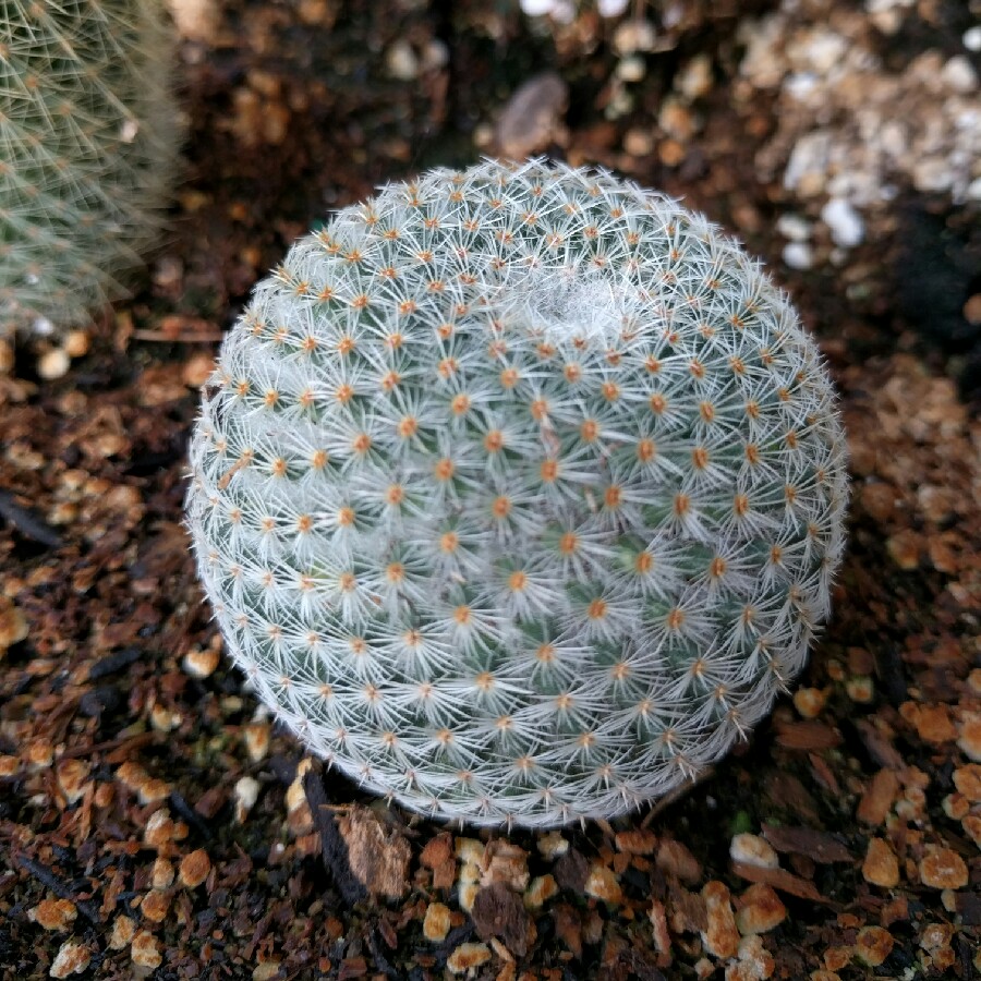 Plant image Mammillaria haageana 'Elegans'