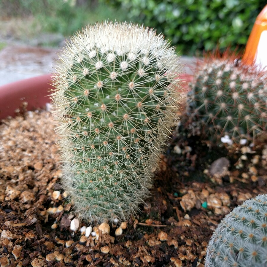 Mammillaria Spinosissima Ssp Pilcayensis Bristle Brush Cactus