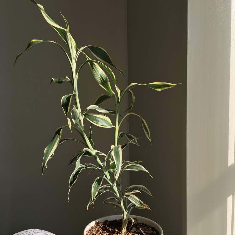 Plant image Dracaena Reflexa 'Variegata'