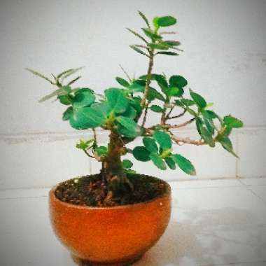 Green Island Ficus