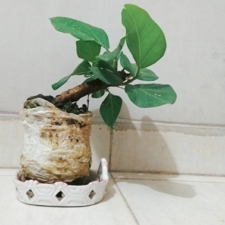 Plant image Ficus benghalensis