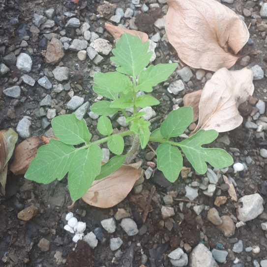 Plant image Solanum Lycopersicum 'Red Pear'