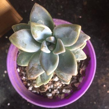 Graptosedum 'Ghosty'