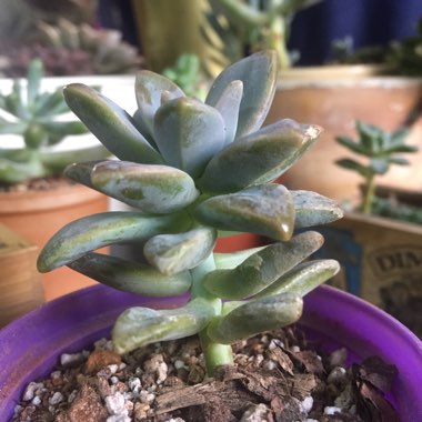 Graptosedum 'Ghosty'