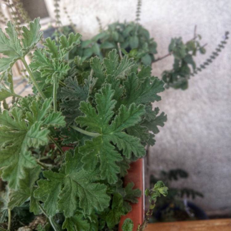 Plant image Pelargonium 'Snowflake Rose'