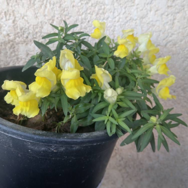 Plant image Antirrhinum majus 'Tom Thumb'