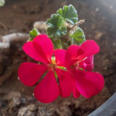 Geranium