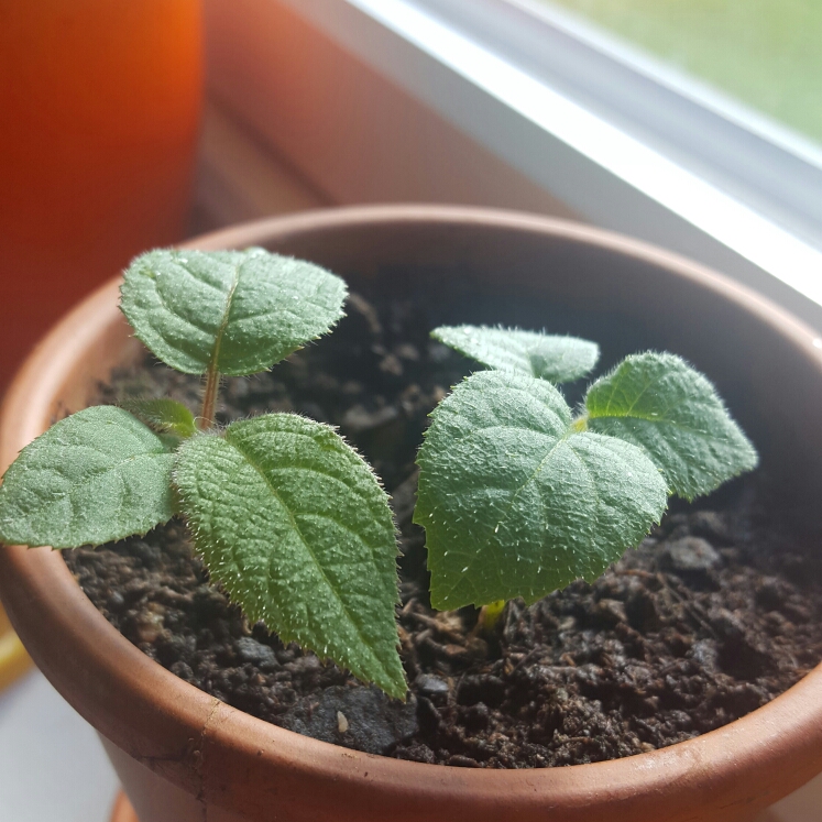 Plant image Actinidia arguta