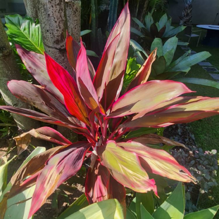 Plant image Cordyline fruticosa 'John Klass Red'