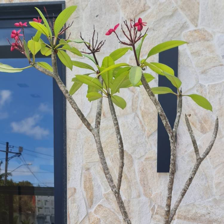 Plant image Plumeria rubra