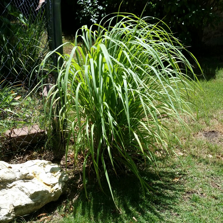 plant image 170327