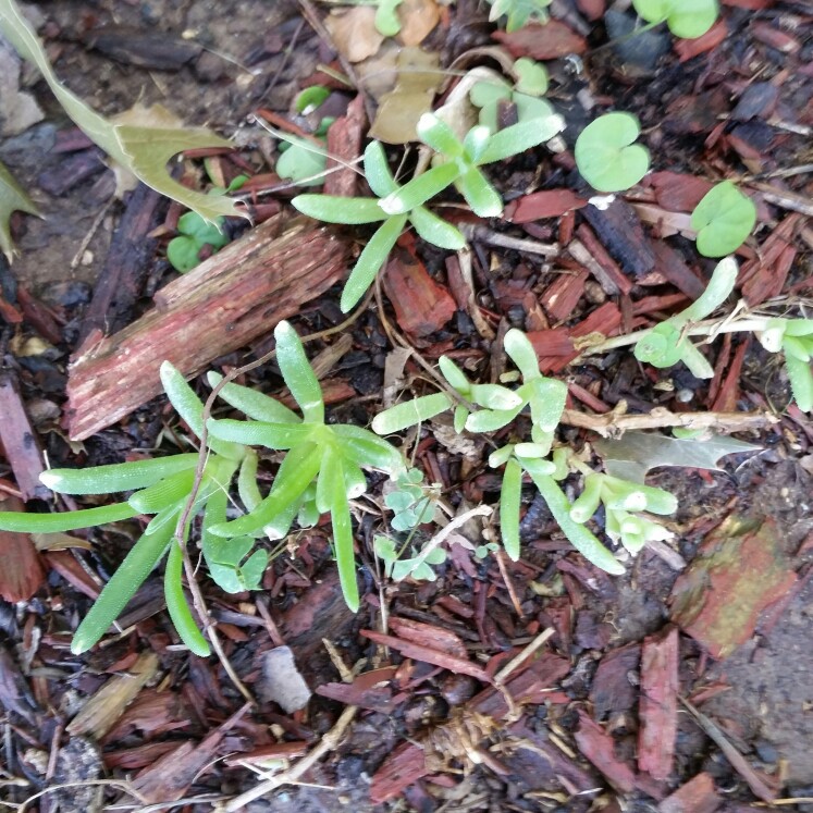 Ice Plant