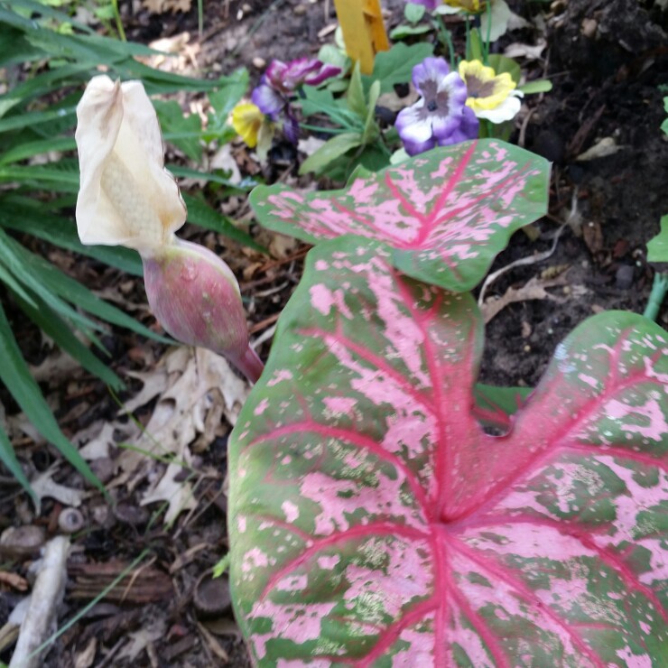 Elephant Ear 'Pink Cloud'