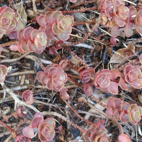 Sedum 'Purple Blob'