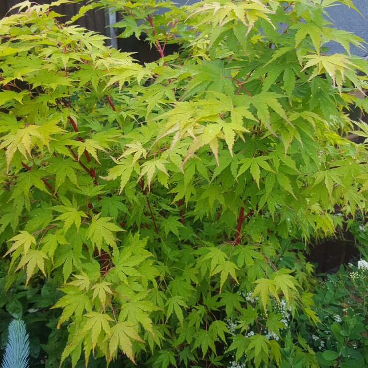 Plant image Acer Palmatum 'Beni-zuru'