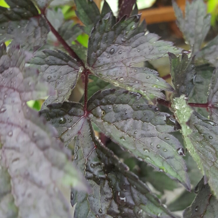 Plant image Actaea simplex (Atropurpurea Group) 'Brunette' syn. Cimicifuga simplex 'Brunette'