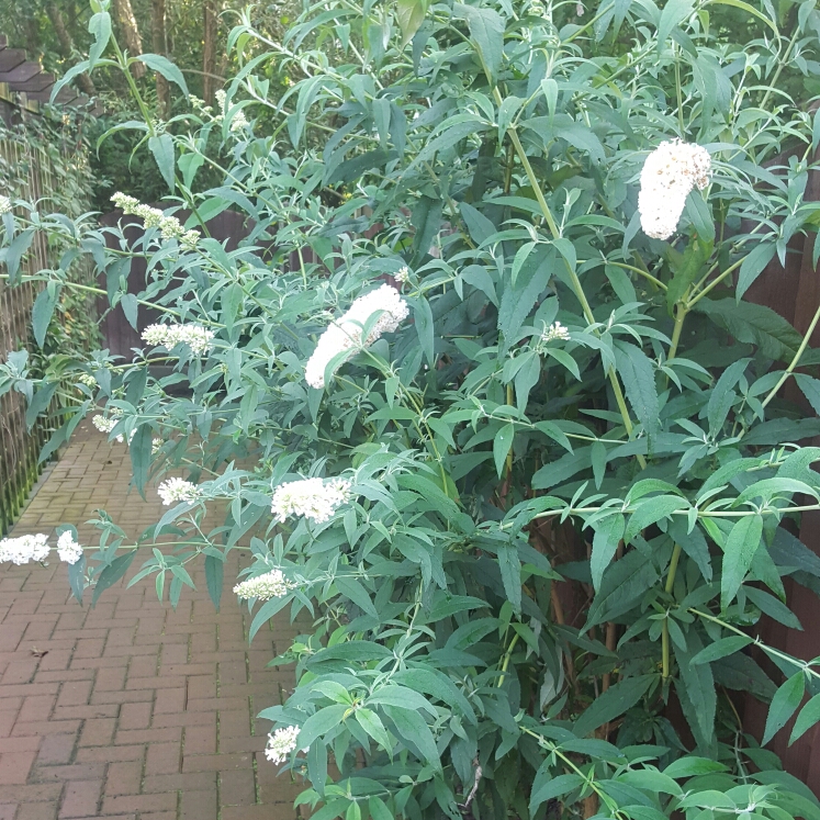 Plant image Buddleja 'Hinebud3' syn. Buddleja 'Dreaming White'