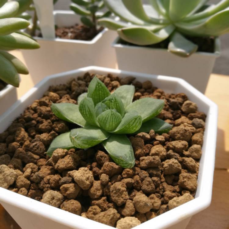 Plant image Haworthia cymbiformis var. obtusa