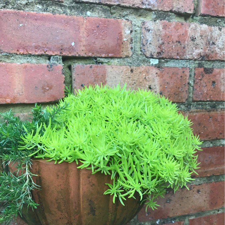 Plant image Saxifraga x arendsii 'Mossy White'