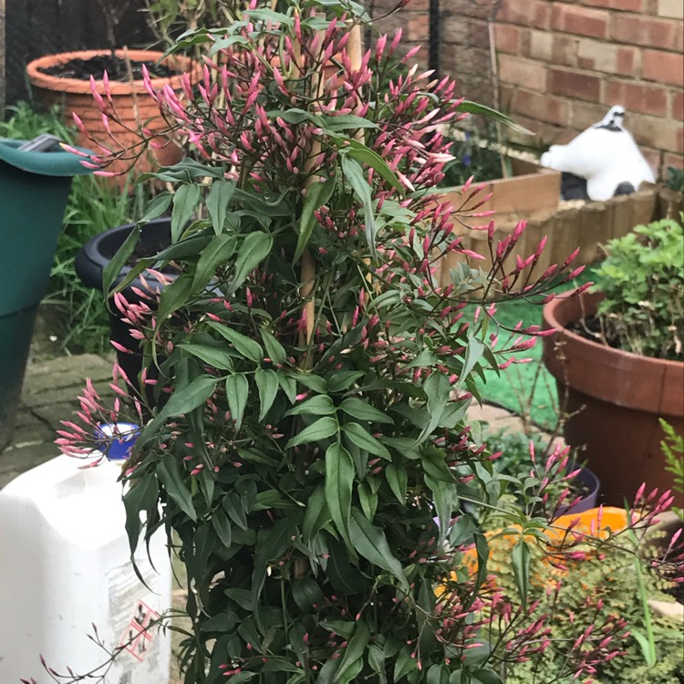 Plant image Trachelospermum asiaticum 'Pink Showers'