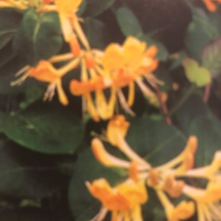 Plant image Lonicera x tellmanniana