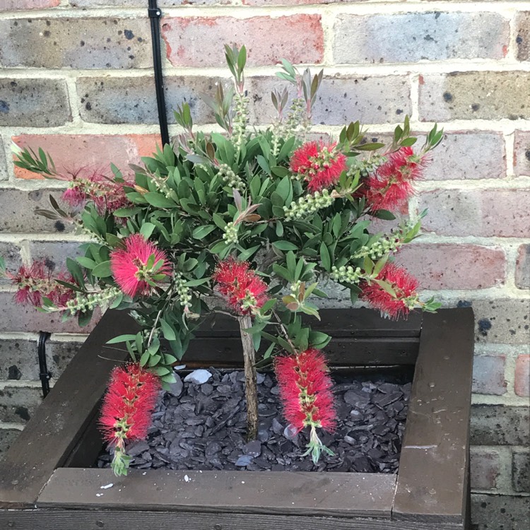 Plant image Callistemon Laevis