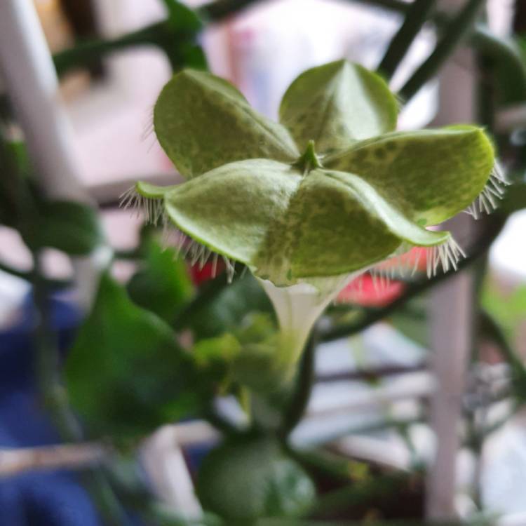 Plant image Ceropegia hybrid 'Sandersonii'