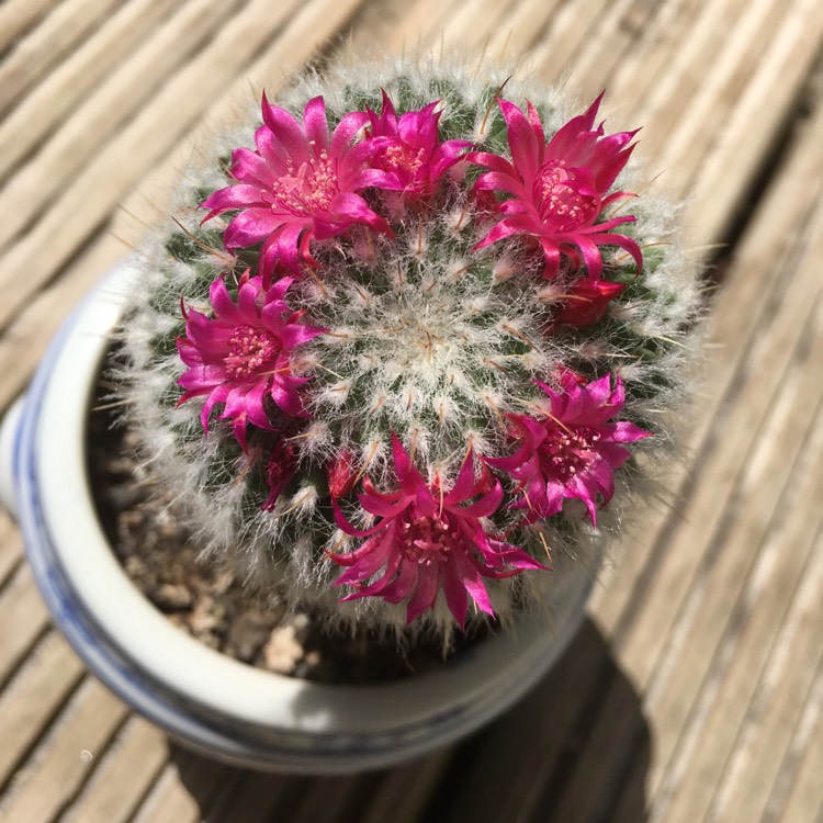 Plant image Mammillaria Mystax