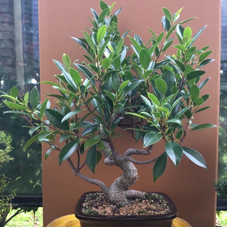 Plant image Ficus retusa (Bonsai)