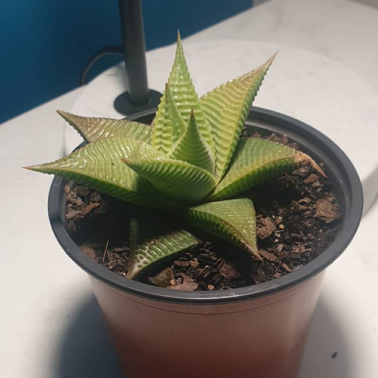 Plant image Haworthia limifolia ‘Fairy Washboard'