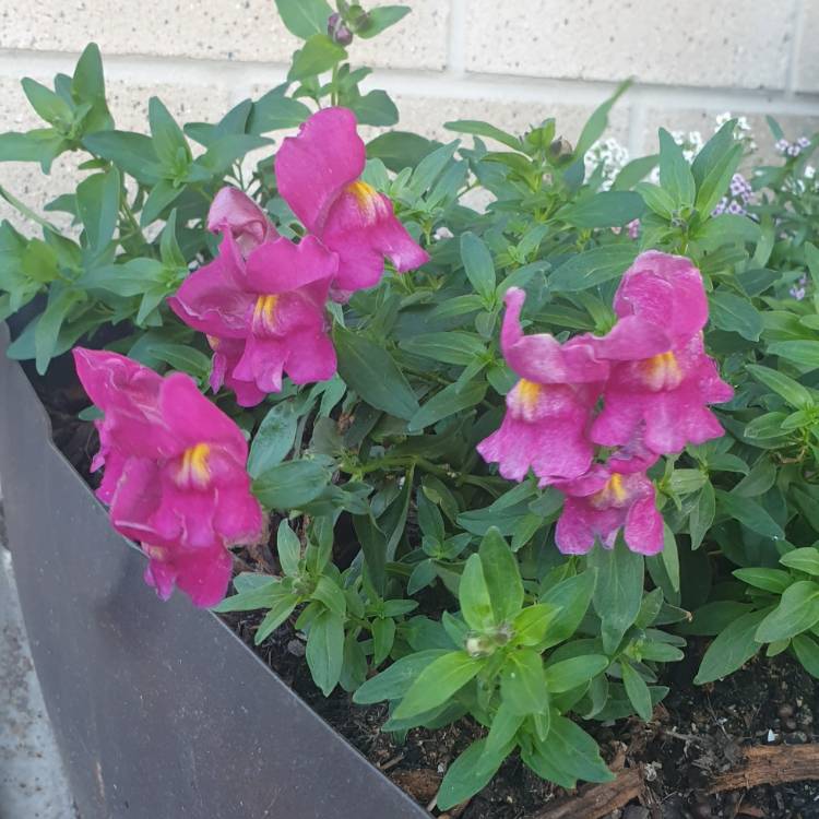 Plant image Antirrhinum 'Eternal'