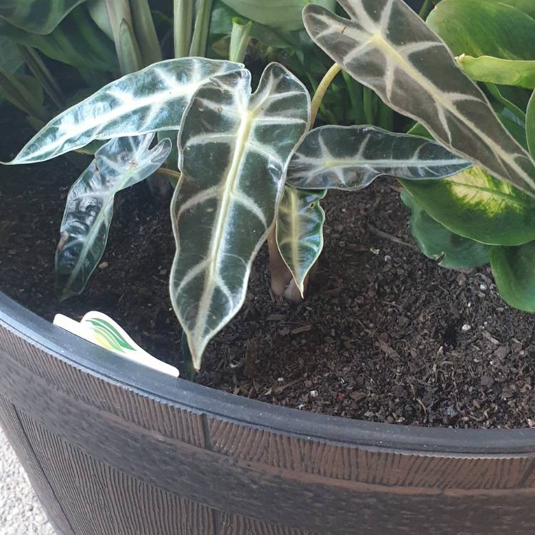 Plant image Alocasia 'Bambino Arrow' (Bambino Series)