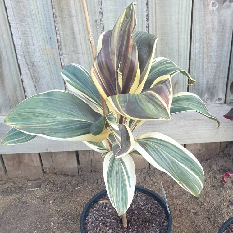 Plant image Cordyline Fruticosa 'Mocha Latte'