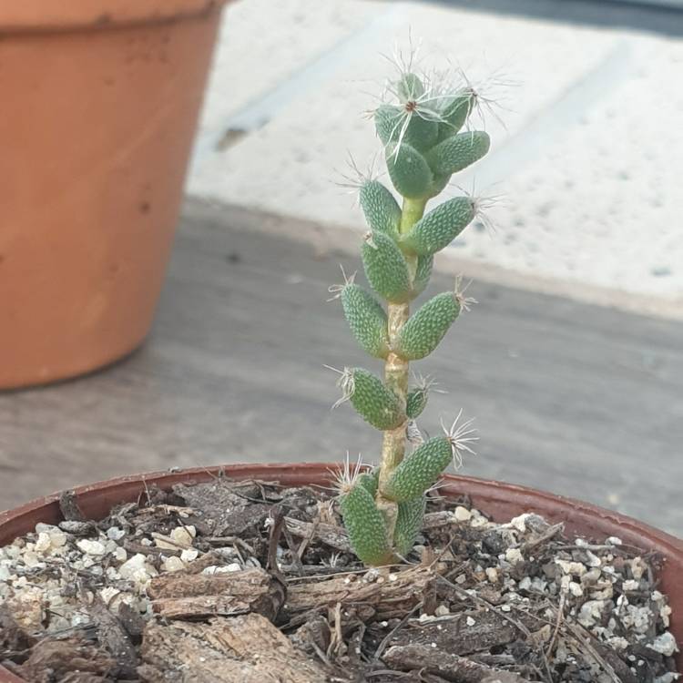 Plant image Sedum Pallidum